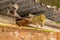 detail of a mountain hut with cobwebs and dust