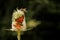 Detail of a mountain plant pollinated by a bee and a butterfly.