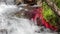 Detail of mountain river with red plants and moving water. 03