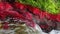 Detail of mountain river with red plants and moving water. 06
