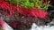 Detail of mountain river with red plants and moving water. 07