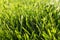 Detail of mowed lawn. Green grass, beautiful bokeh, natural colors