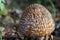 Detail of a Mushroom Cap Amanita Pantherina