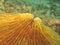 Detail - Mushroom Coral