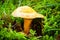 Detail of mushroom in the moss