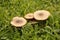 Detail of mushroom toadstool macro on the grass in autumn