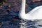 Detail of a mute swan and Eurasian carps.