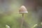 Detail of mycena cinerella small wild mushroom