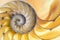 Detail of nautilus spiral shell