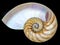 Detail of nautilus spiral shell isolated on black