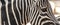 Detail of neck, head and eye of a striped zebra