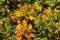 Detail of nice autumn colorful oak tree, autumn background