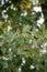 Detail of an oak branch, Tuscany - Italy