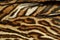 Detail of ocelot fur