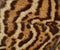 Detail of ocelot fur