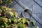 Detail of an old iron door, with a snake-shaped knocker