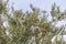 Detail of olea europaea foliage full of olives