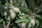 Detail of olive tree with green olives