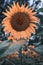 Detail of one big sunflowers wide open petals orange&teal effect colors