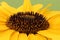 Detail of open yellow blossom of sunflower