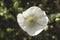 Detail of opium poppy white flower