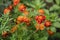 detail of orange flowers