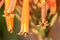 Detail of orange trumpet flowers in Davis California