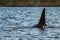 Detail of orca\'s tail above the water surface, Juneau, Alaska