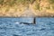 Detail of orca\'s tail above the water surface, Juneau, Alaska