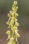 The detail of the orchid of man, Orchis anthropophora, known as the orchid of the hanged man. Spain