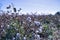 Detail of an organic cotton plant already in bloom in a field of sustainable cultivation. Scientific name: Gossypium