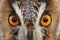 Detail of owl eyes. Close-up portrait of Long-eared owl sitting on the branch in the fallen larch forest during autumn. Wildlife