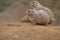 Detail of pair groundhog on the sand in zoo garden