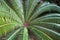 Detail of palm tree leaves at garden in Cagliari, Sardinia