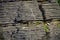 Detail of Pancake rocks in Punakaiki, South island, in New Zealand