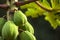 Detail of Papaya tree and fruit