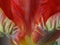 Detail of a parrot tulip #1