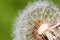 Detail of part dandelion`s head