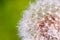 Detail of part dandelion`s head