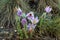 Detail of the pasqueflower