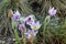 Detail of the pasqueflower