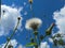 Detail of past blossoming dandelion against blue sky