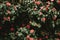 The detail of the pattern of the bush of camellia with red blossoms and dark green leaves in the London park