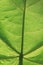 Detail on Paulownia tree leaf in sunlight