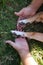 Detail of the paws and hands of the dog`s owners together on the grass. Concept pets. 4th of october world pet day