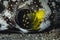 Detail of the pectoral fin of a Stars and Stripes Pufferfish Arothron hispidus