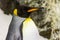 Detail of penguin with black head,orange beak