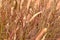 Detail of Pennisetum setaceum grass