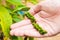 Detail of pepper in hand, Pepper Garden Farm, Phu Quoc Island, Vietnam