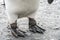 Detail photo - close-up of the black foot (the flippers) of a king penguin (APTENODYTES PATAGONICUS)